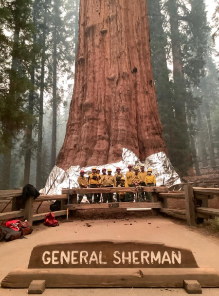 General Sherman Tree.png