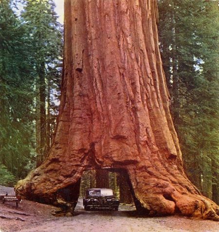 Sequoirdendron.jpg