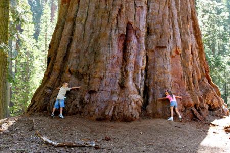Redwood Giant Tree.jpg