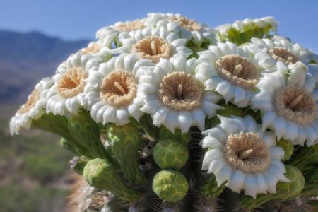 saguaro-cactus-flowers.jpg