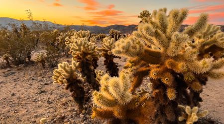 joshua-tree-cactus.jpg